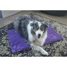 Gr S DryBed Hundedecke lila